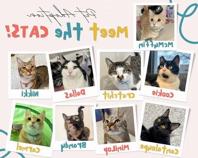 Pictures of the adoptable Cats