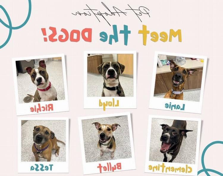 Pictures of the adoptable dogs